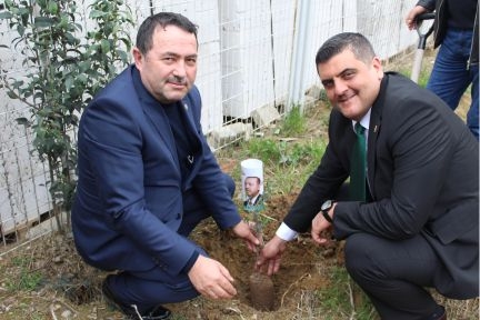 AYAZ, ZEYTİN FİDANI DİKTİ