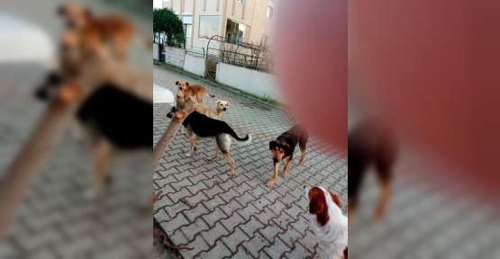 KEFKEN VE KERPE'DE KÖPEKLERDEN RAHATSIZLIK VAR