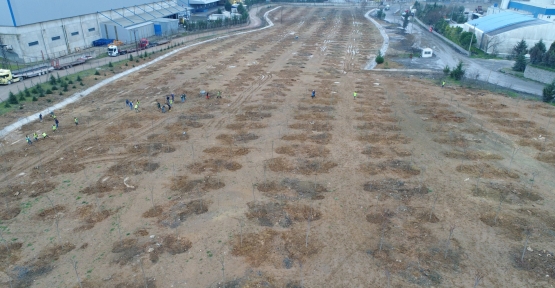 TAVŞANLI DOLGU ALANINA 6 BİN 150 FİDAN DİKİLİYOR