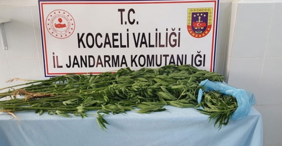 Ormanlık Alana Kenevir Ekilmiş