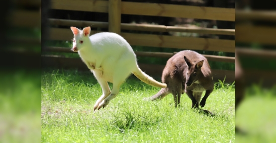 Valabi Kanguruları, Ormanya Ailesine Katıldı