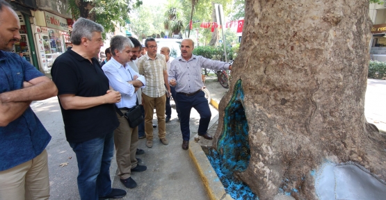AKADEMİSYENLER, YÜRÜYÜŞ YOLU’NDAKİ AĞAÇLARI İNCELEDİ