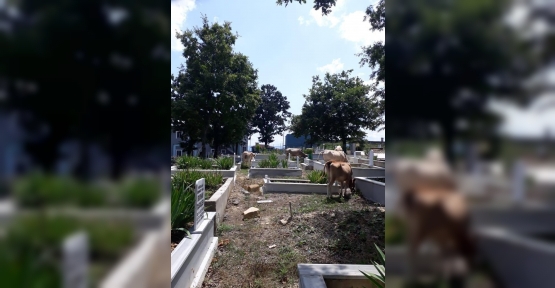 İlimtepe Mezarlığına ''Görevli'' İsteniyor..!