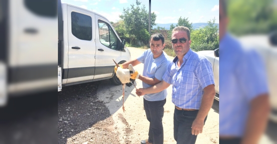 Yaralı Leyleğe Belediye Sahip Çıktı