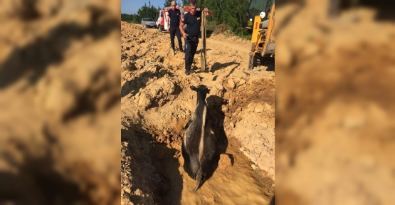 ÇAMURA SAPLANAN İNEK KURTARILDI