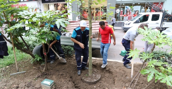 Gelecek Nesiller İçin 100 Bin Çınar Ağacı Dikildi