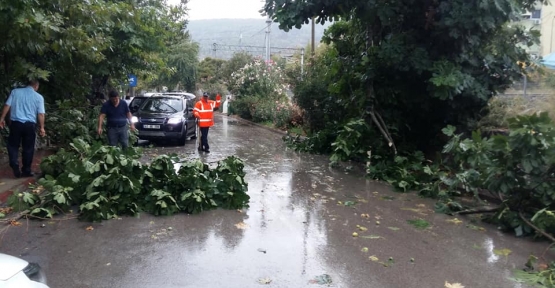 Hereke’de Ağaçlar Devrildi