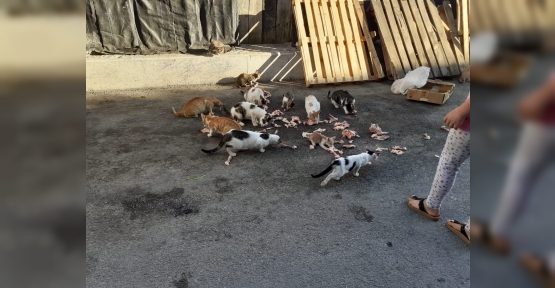 Kedileri Beslerse  Ceza yazılacak