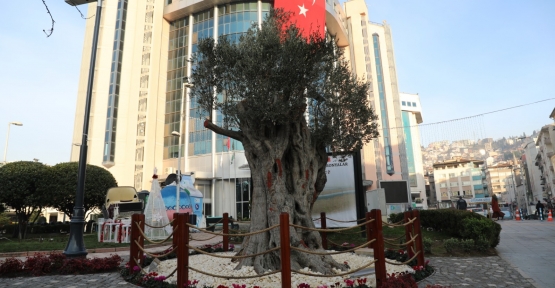 600 Yıllık Zeytin Ağacı   İzmit’in Yeni Sembollerinden Biri Olacak