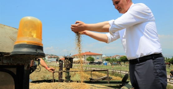 Gölcük Belediyesi Boş Araziden 20 Ton Buğday Hasat Etti