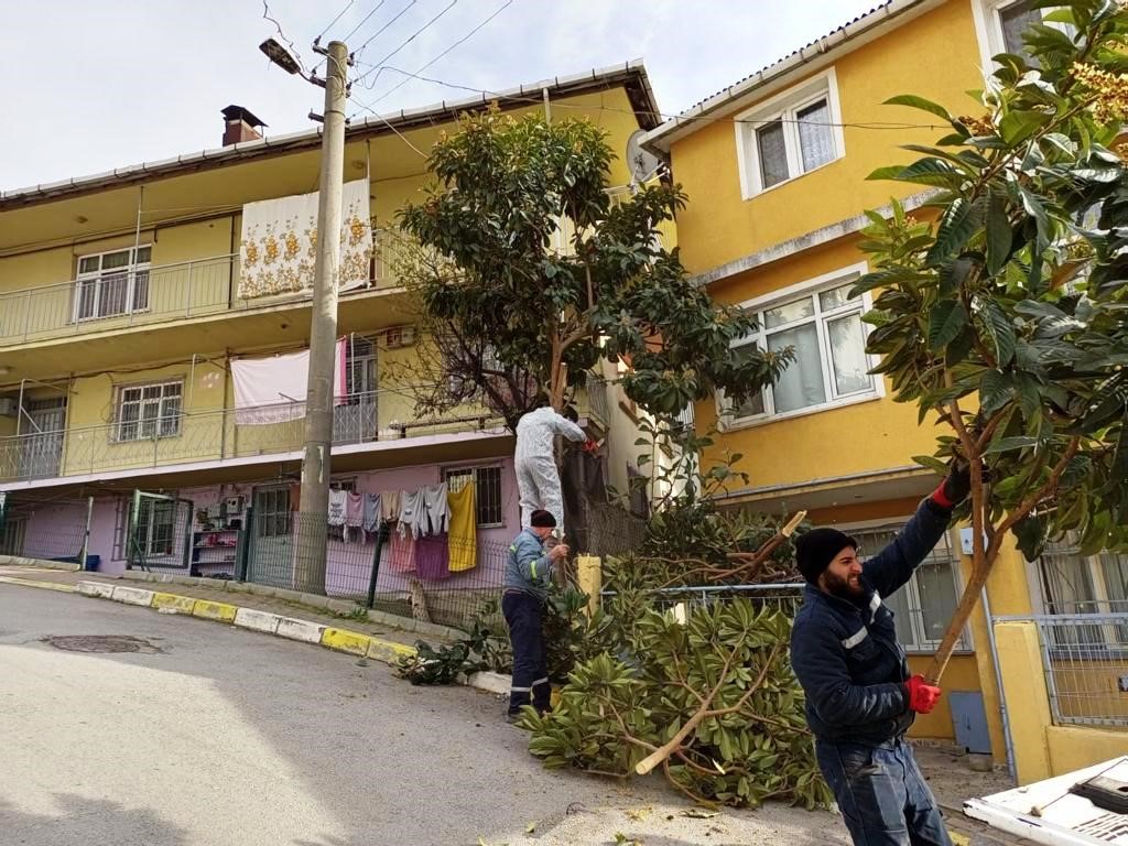 Dilovası’nda Ağaçlara Form Ve Bakım Çalışmaları Yapılıyor
