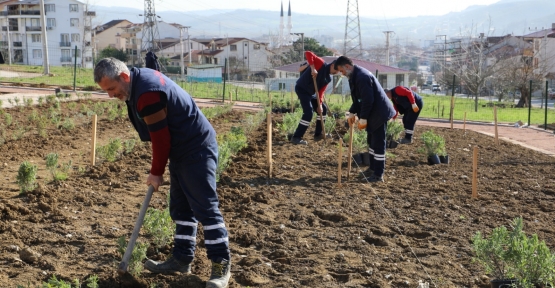 Gündoğdu Lavanta Bahçesinde Çalışmalar Hızla İlerliyor