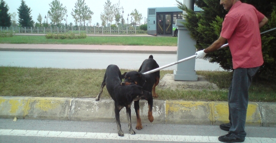 İZMİT’TE BİR AYDA 157 KÖPEK TOPLANDI