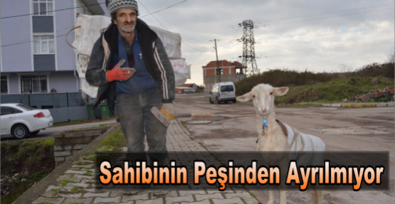 Sahibinin Peşinden Ayrılmıyor