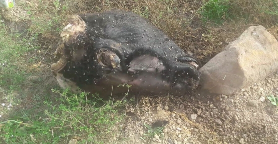 İLİMTEPE HALKI SİNEKLERDEN ÇOK RAHATSIZ..!