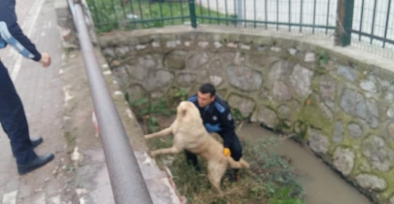 Kanala Düşen Köpeği  Zabıta Ekipleri Kurtardı