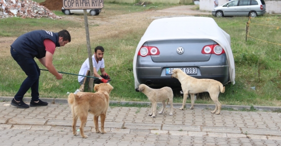 Tatil Beldelerindeki Sokak Köpeklerine Sağlık Denetimleri