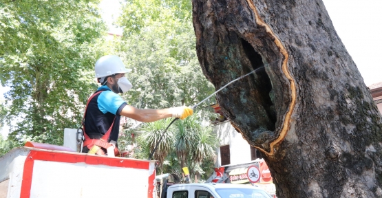 Tarihin tanıkları tedavi ediliyor