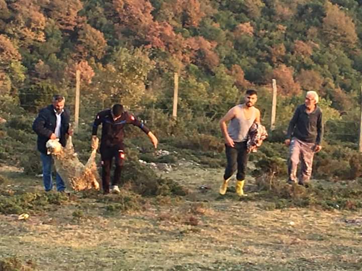 AÇ KALAN KÖPEKLER KOYUNLARI PARÇALADI