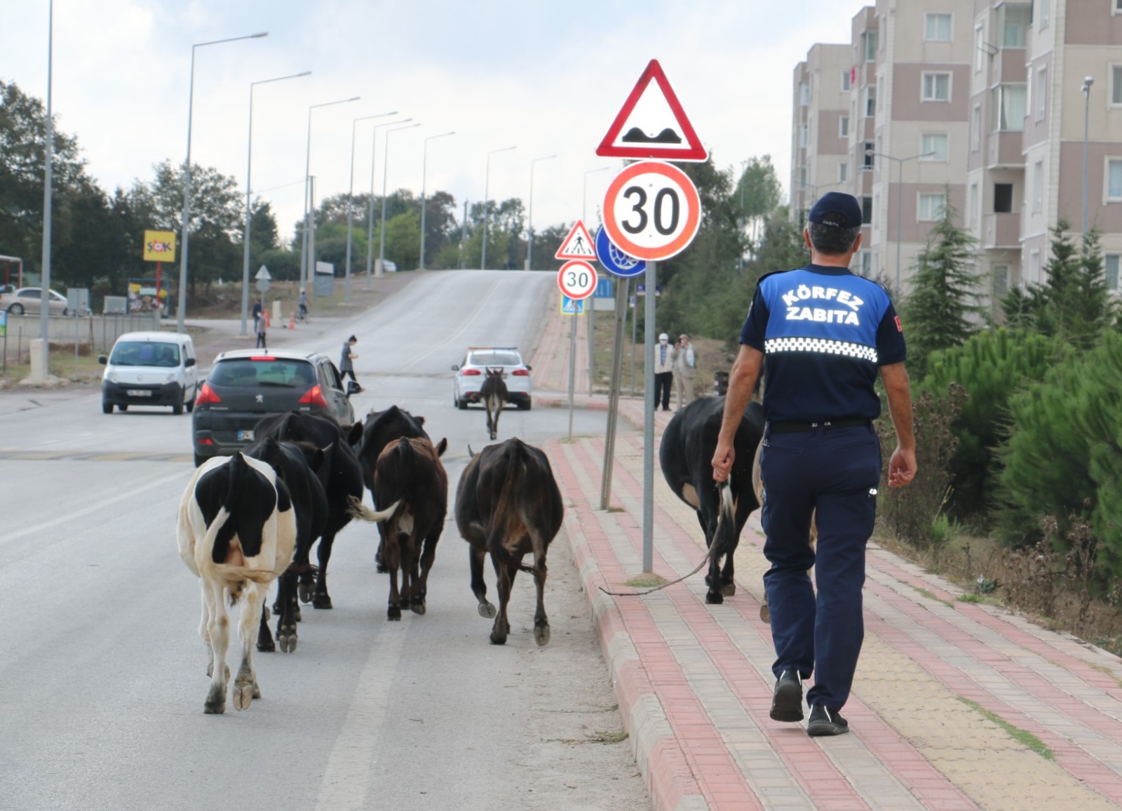 Körfez’de Başıboş Hayvanlara belediye el koydu.!