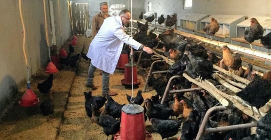 ‘’Büyükşehir’den Çiftçilere Yüzde 50 Hibeli Tavuk Desteği’’