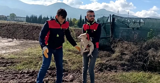    Çukura Düşen Yavru Köpeği A Takımı Kurtardı