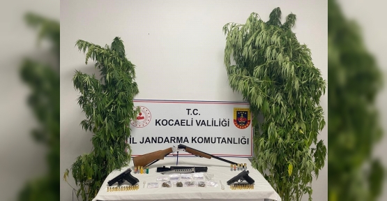 35 KÖK KENEVİR ELE GEÇİRİLDİ