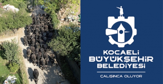 BÜYÜKŞEHİR’DEN ÜRETİCİLERE DAMIZLIK MANDA BOĞASI DESTEĞİ