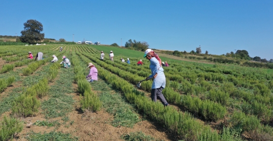 Tıbbi Ve Aromatik Bitkilerin Hasadı Başladı