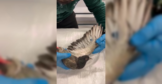 TMO’daki Patlamada Yaralanan Güvercinler Doğaya Salındı