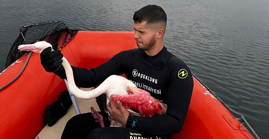Kocaeli İtfaiyesi Yaralı Flamingoyu Kurtardı