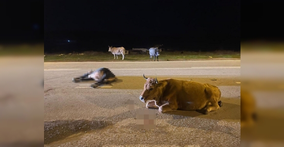 İlimtepe'de Ticari Araç Büyükbaş Hayvanlara Çarptı: 4 Kişi Yaralandı