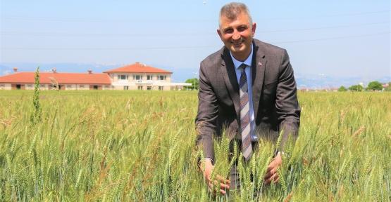Rahvan Atların Yemleri Tesislerde Yetişecek
