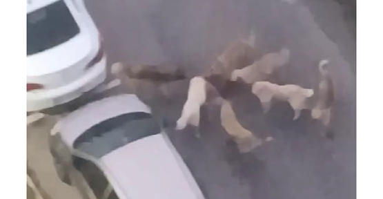 SOKAK KÖPEKLERİ YAVRU KÖPEĞİ VE KEDİYİ PARÇALADI: O ANLAR KAMERADA
