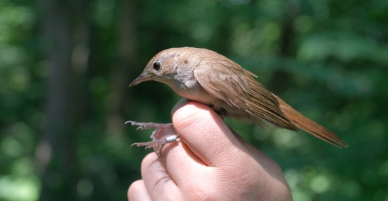 Bu Bülbül; Afrika’dan Ormanya’ya 7.500 km Uçtu