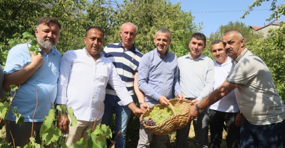 Lezzetiyle Meşhur Üzümlerin Hasadına Başlandı