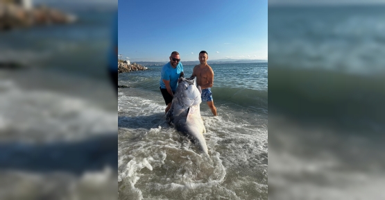 Marmara’da 2 Dalgıç, 320 Kilogram Ender Görülen Mavi Yüzgeçli Orkinos Avladı