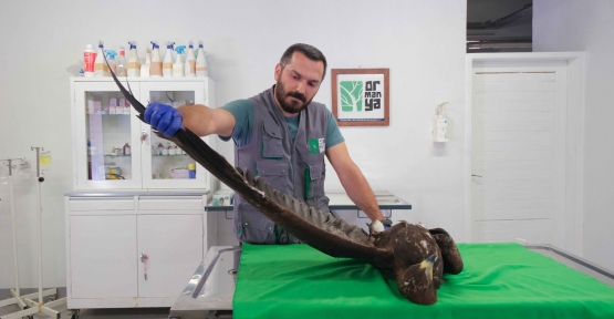 Ormanya'da Tedavi Edilen Kaya Kartalı, Doğal Yaşam Alanına Salındı