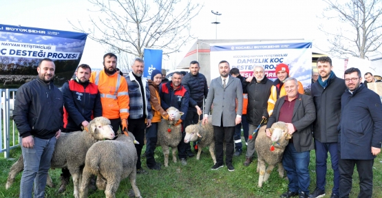 Büyükşehir’den Üreticilere Damızlık Koç Desteği