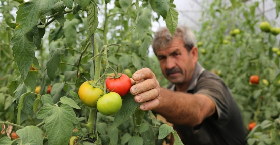 Büyükşehir’den Yüzde 50 Hibeli Sera Desteği