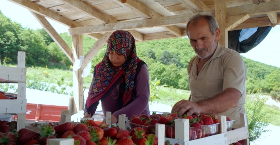 “Çilekte Kalitenin Adresi Akçat Köyü”