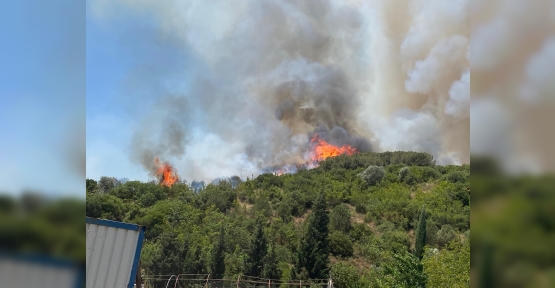 Kocaeli'de Ağaçlık Alanda Çıkan Yangına Müdahale Ediliyor