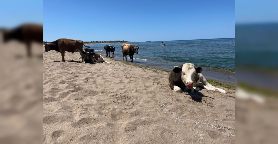 Kocaeli Sahillerinde İneklerin Deniz Keyfi