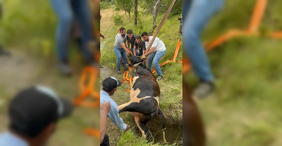 GEBE İNEK DEFİNECİLERİN KAZDIĞI KUYUYA DÜŞTÜ: KURTARMAK SAATLER SÜRDÜ