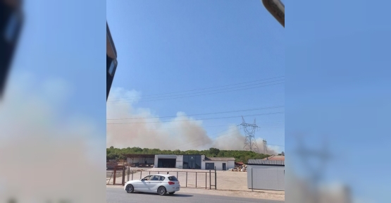 Gebze'de Ormanlık Alanda Yangın Çıktı