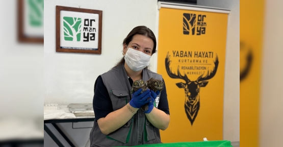İtfaiyeden Baykuş Operasyonu