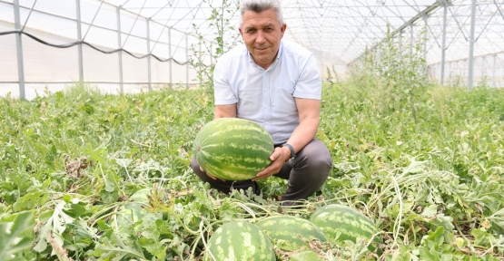 Kandıra Karpuzu’nda Hasat Şöleni Başladı!