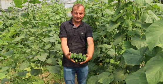 Modern Seralarda Hasat Bereketi