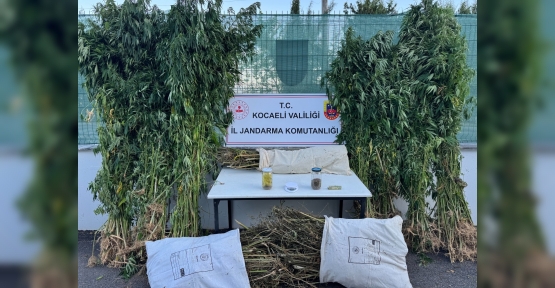 12 Kilo Esrar ve 583 Kök Kenevir Ele Geçirildi
