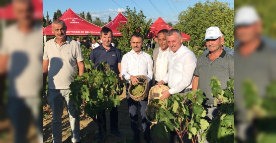 Başkan Büyükakın, İzmit’te  Üzüm Hasadına Katıldı